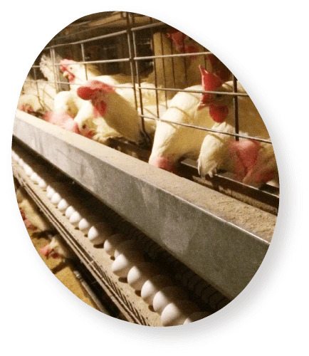 良質なたまごはきれいな農場と強靭な鶏から