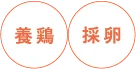 養鶏　採卵